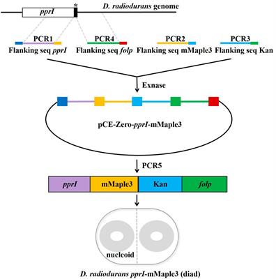 Single-molecule tracking of PprI in D. radiodurans without interference of autoblinking